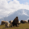 Elbrus 2008